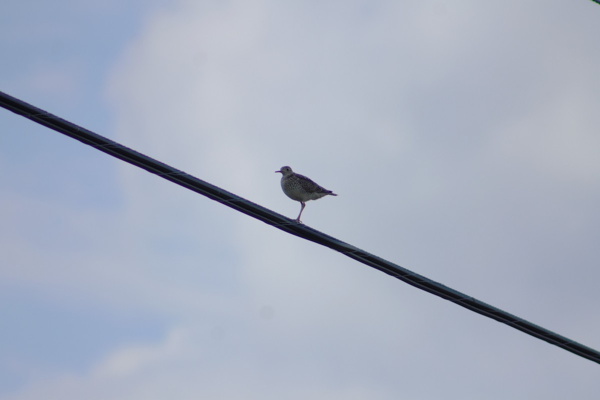 Upland Sandpiper - ML622115343