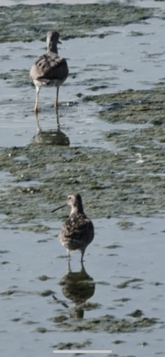 Long-billed Dowitcher - ML622115344
