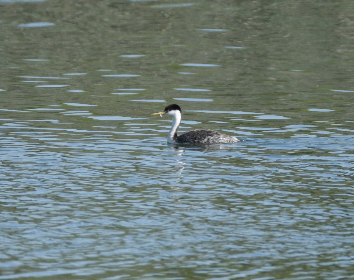 Western Grebe - ML622115345