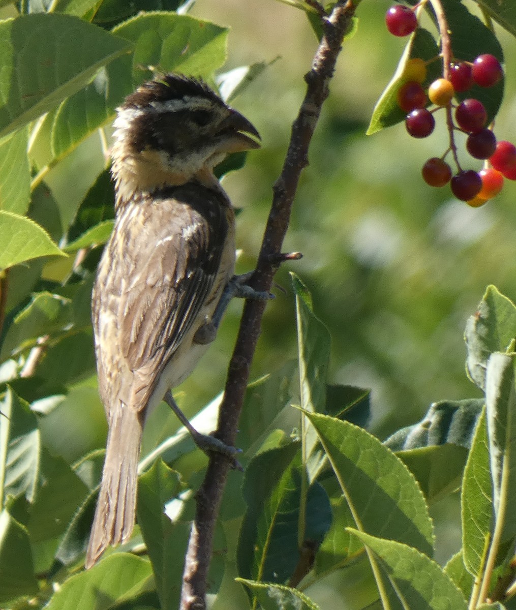 Black-headed Grosbeak - ML622115347