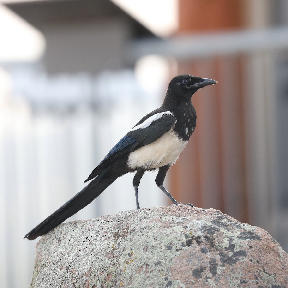 Black-billed Magpie - Emily Holcomb