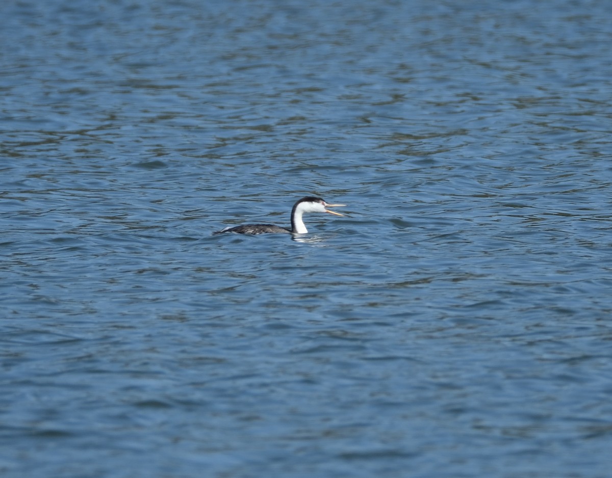 Clark's Grebe - ML622115349