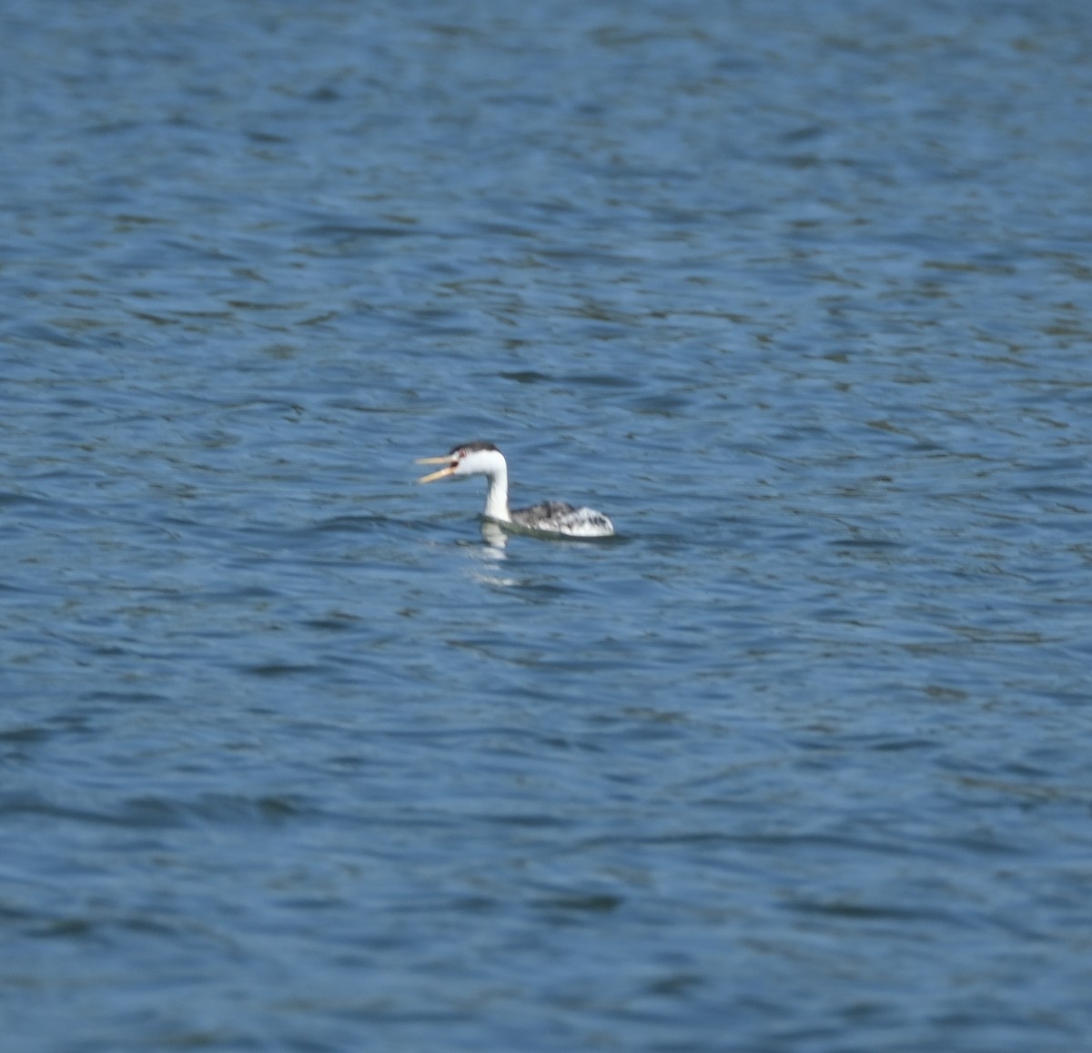 Clark's Grebe - ML622115350