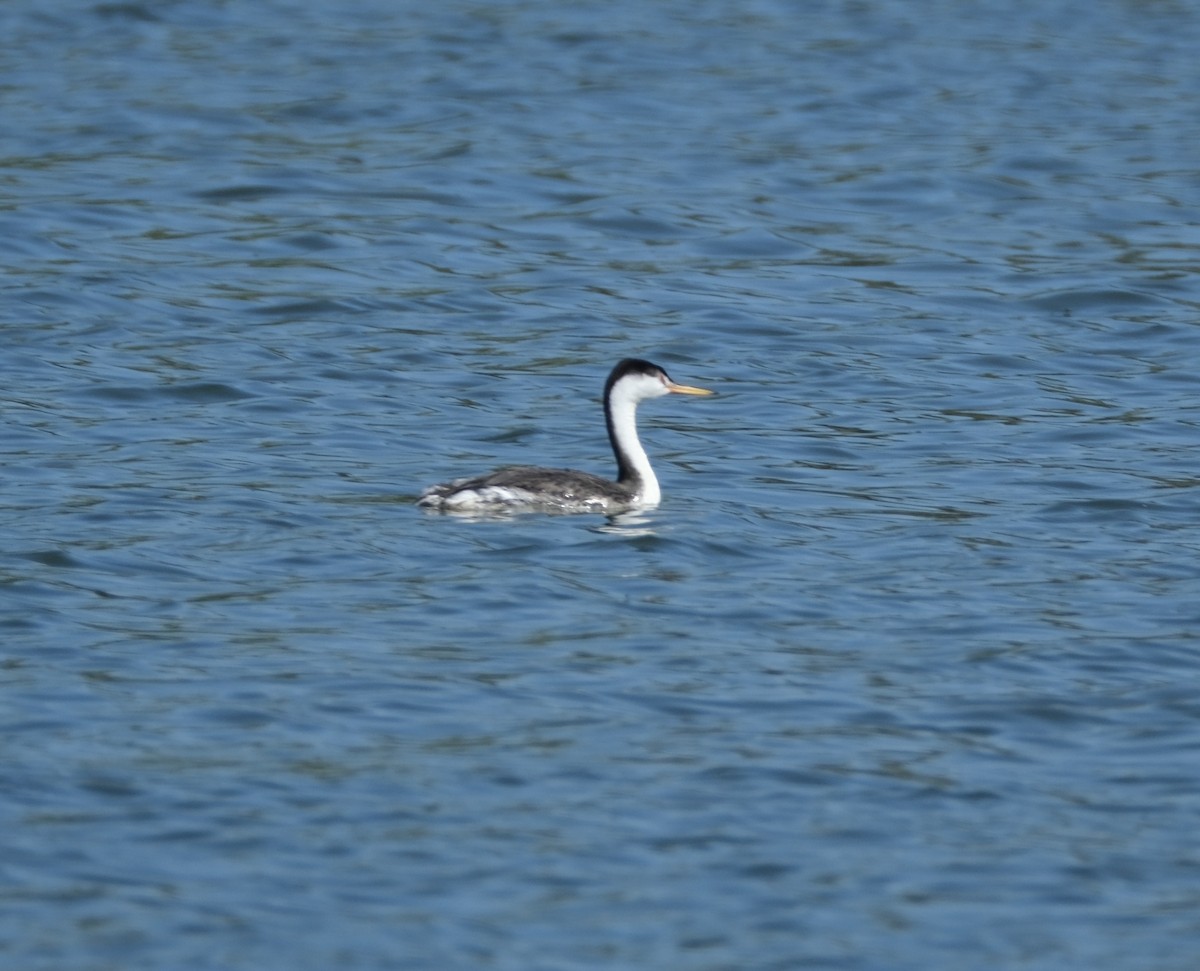 Clark's Grebe - ML622115351