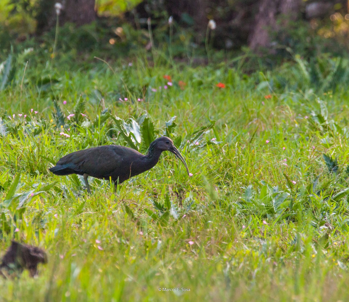 ibis zelený - ML622115355