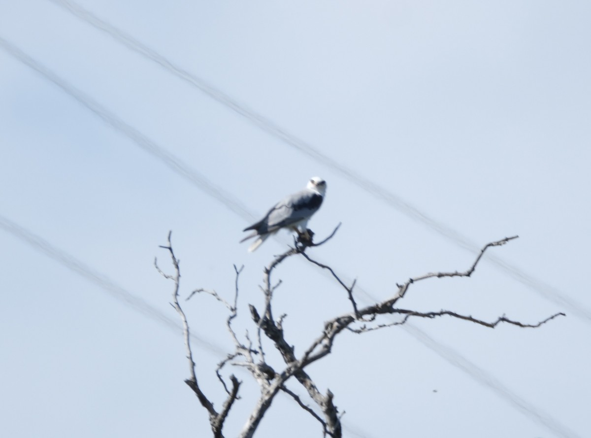 White-tailed Kite - ML622115359