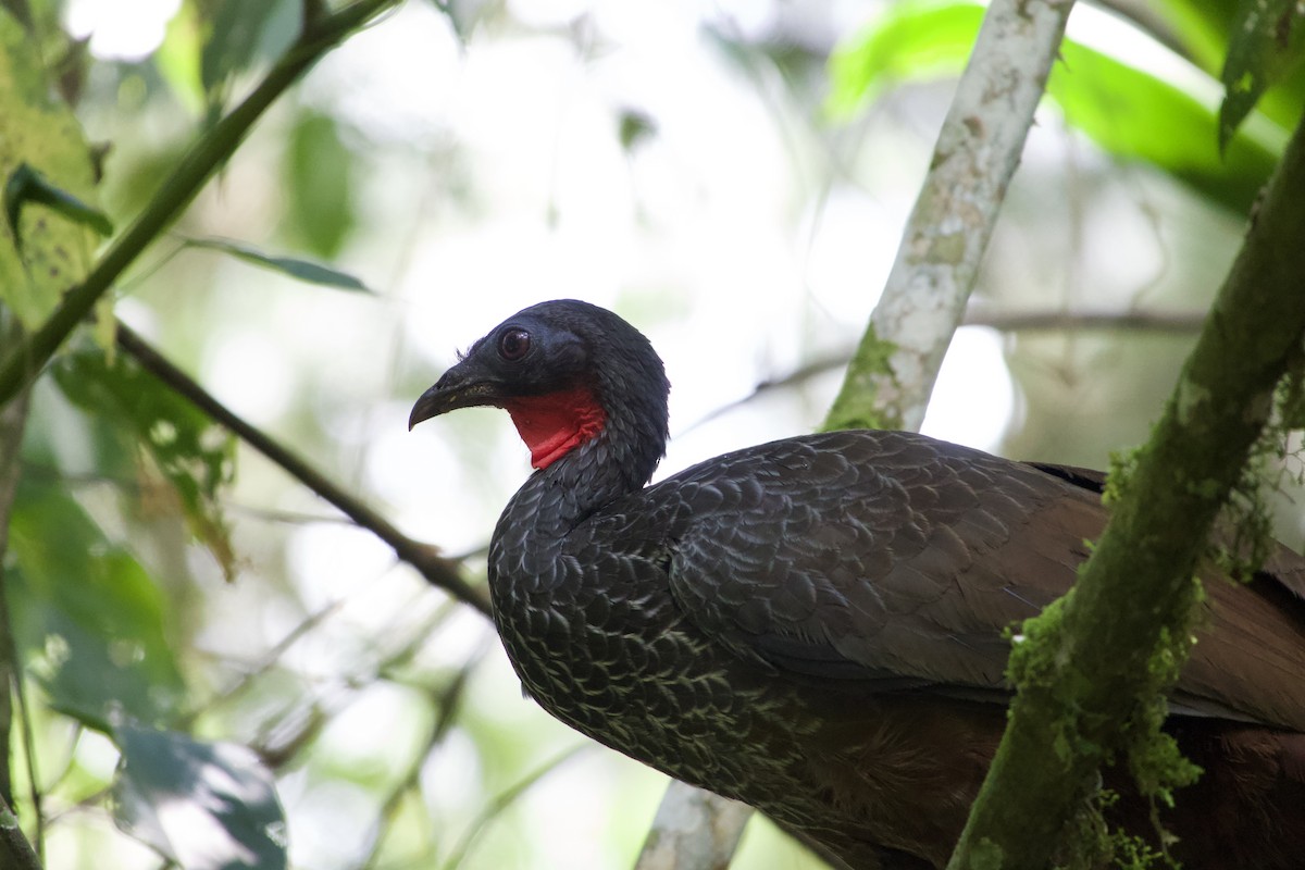 Cauca Guan - ML622115360