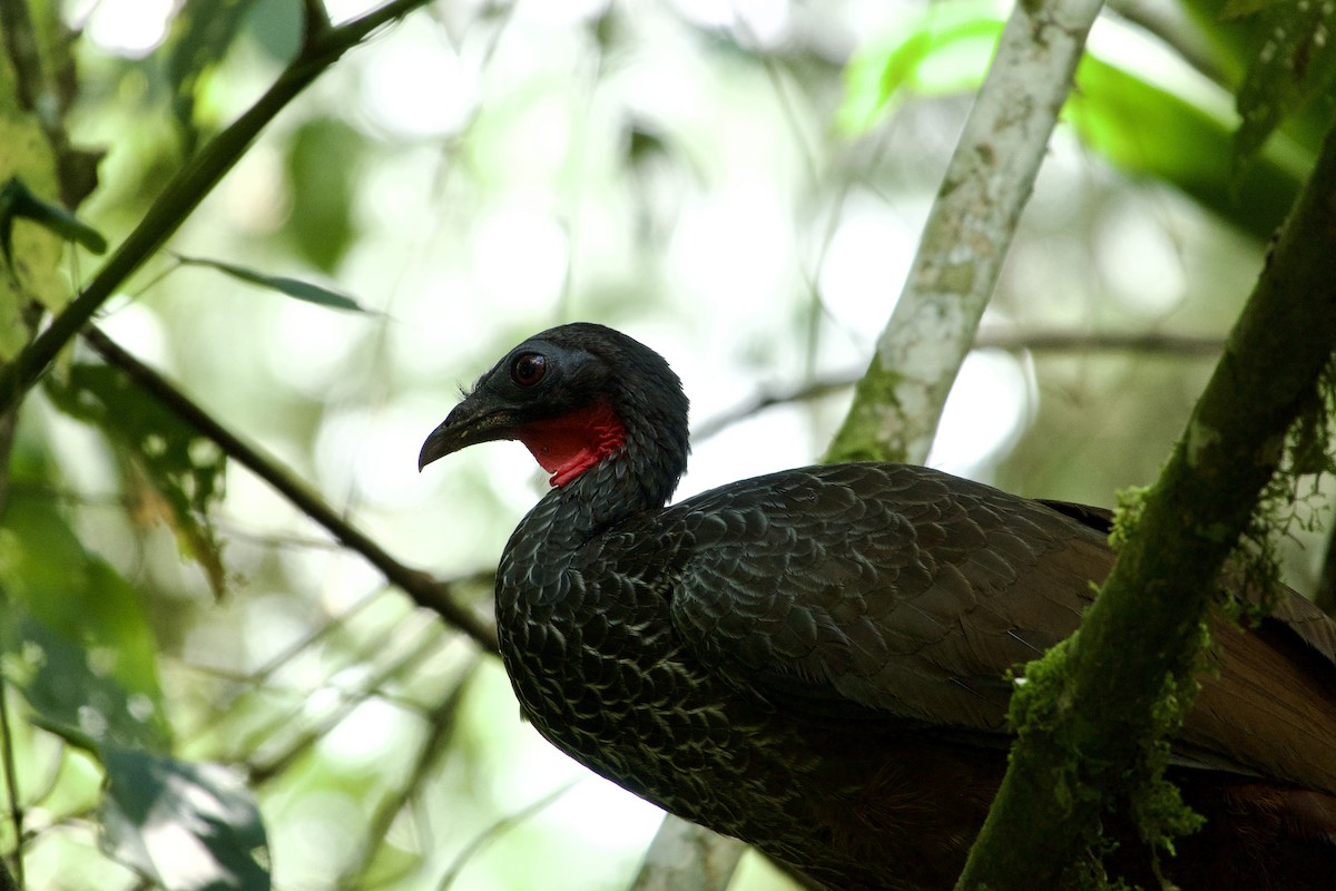 Cauca Guan - ML622115361