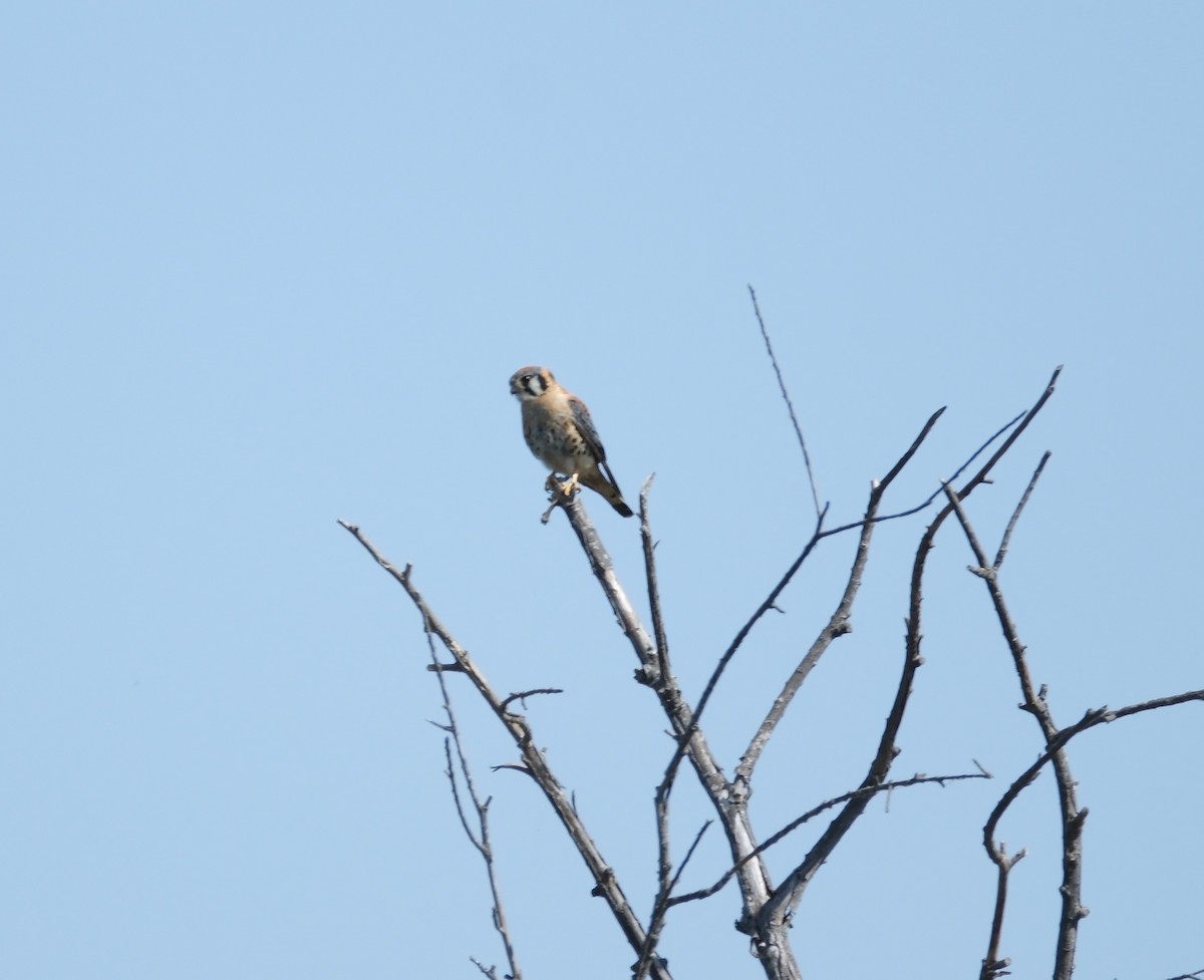 American Kestrel - ML622115365