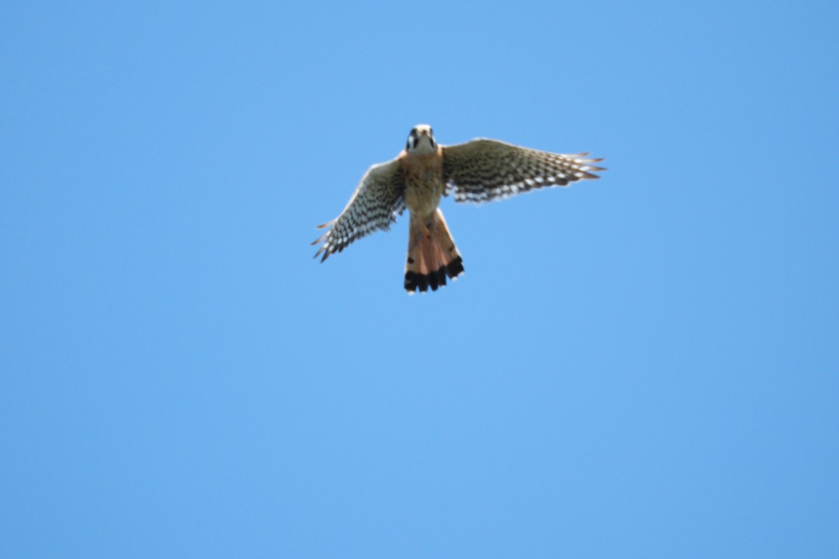 American Kestrel - Todd DeVore