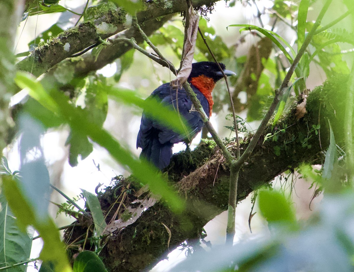 Red-ruffed Fruitcrow - ML622115368