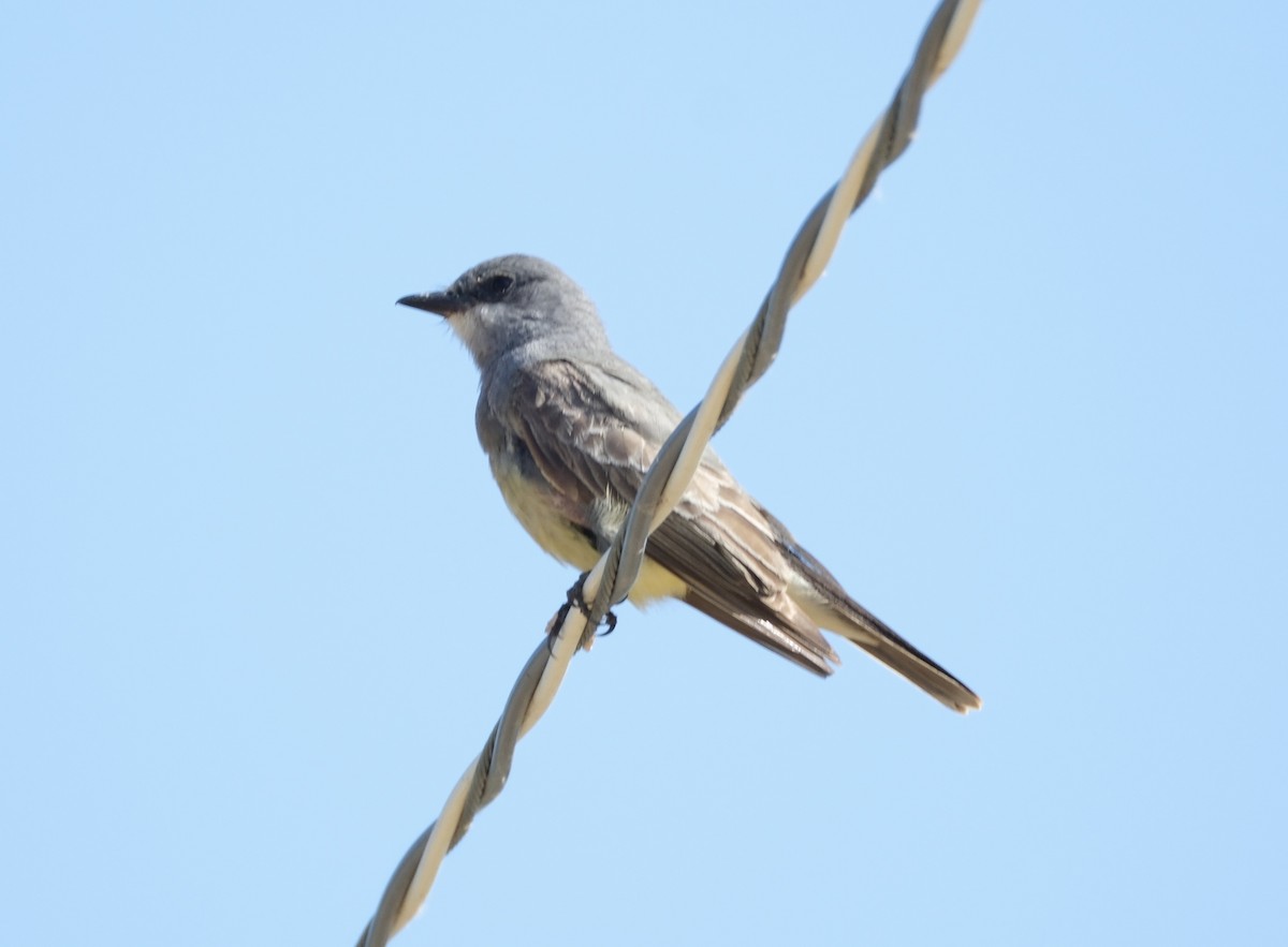 Cassin's Kingbird - ML622115369