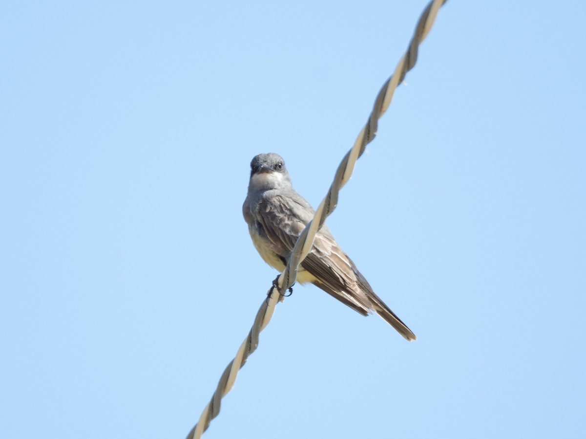 Cassin's Kingbird - ML622115370