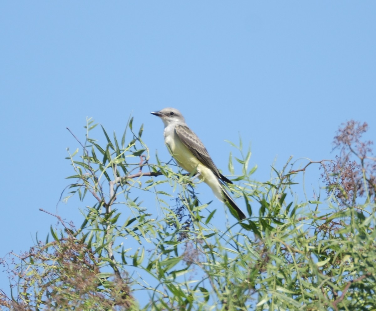 Western Kingbird - ML622115371