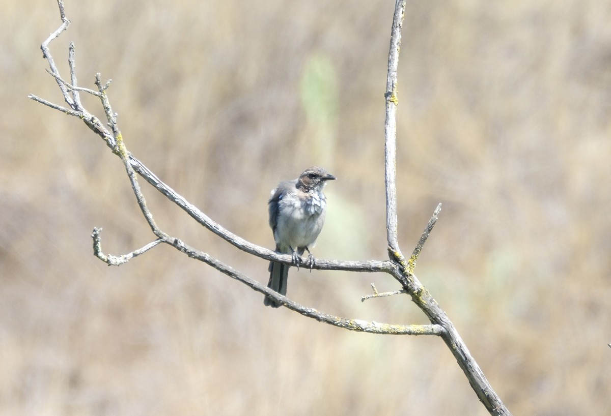 California Scrub-Jay - ML622115378