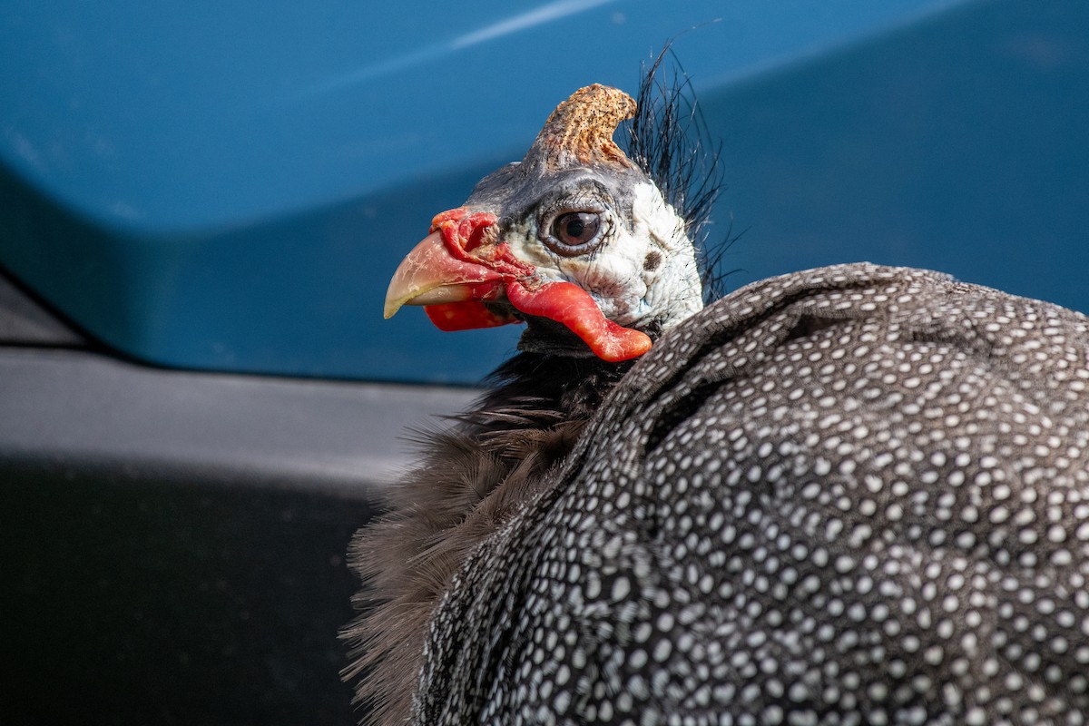 Helmeted Guineafowl (Domestic type) - ML622115388