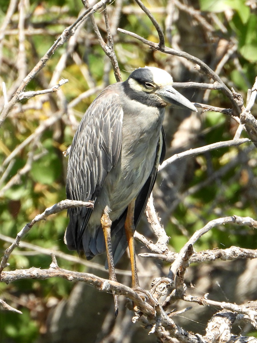 Yellow-crowned Night Heron - ML622115398