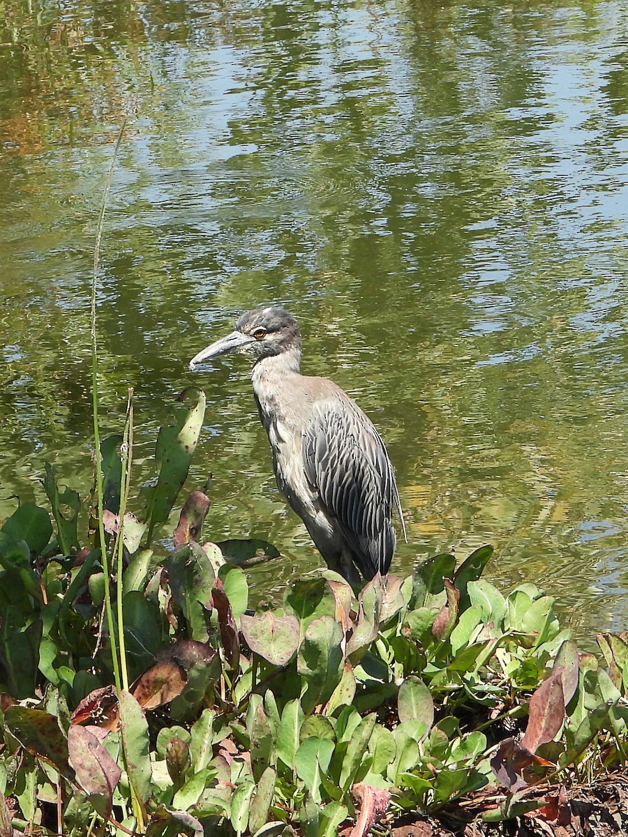 Yellow-crowned Night Heron - ML622115399