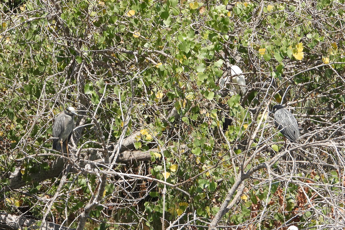 Yellow-crowned Night Heron - ML622115400