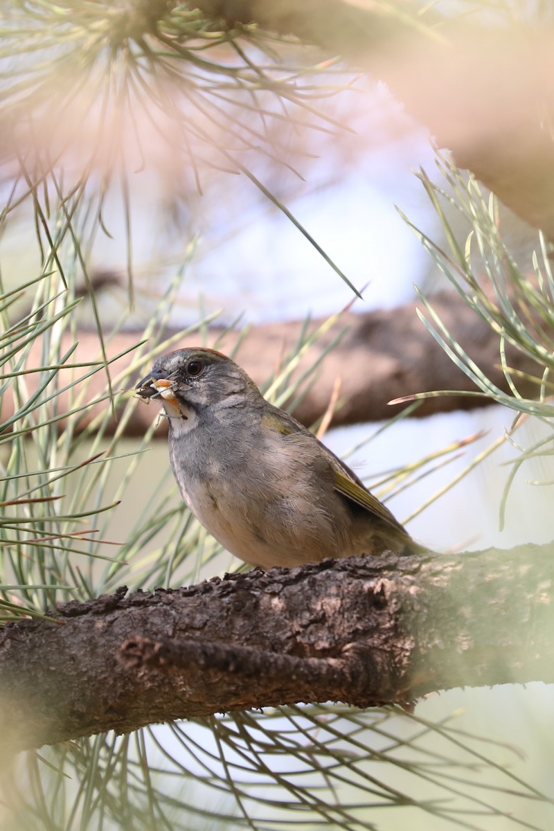 Green-tailed Towhee - ML622115408