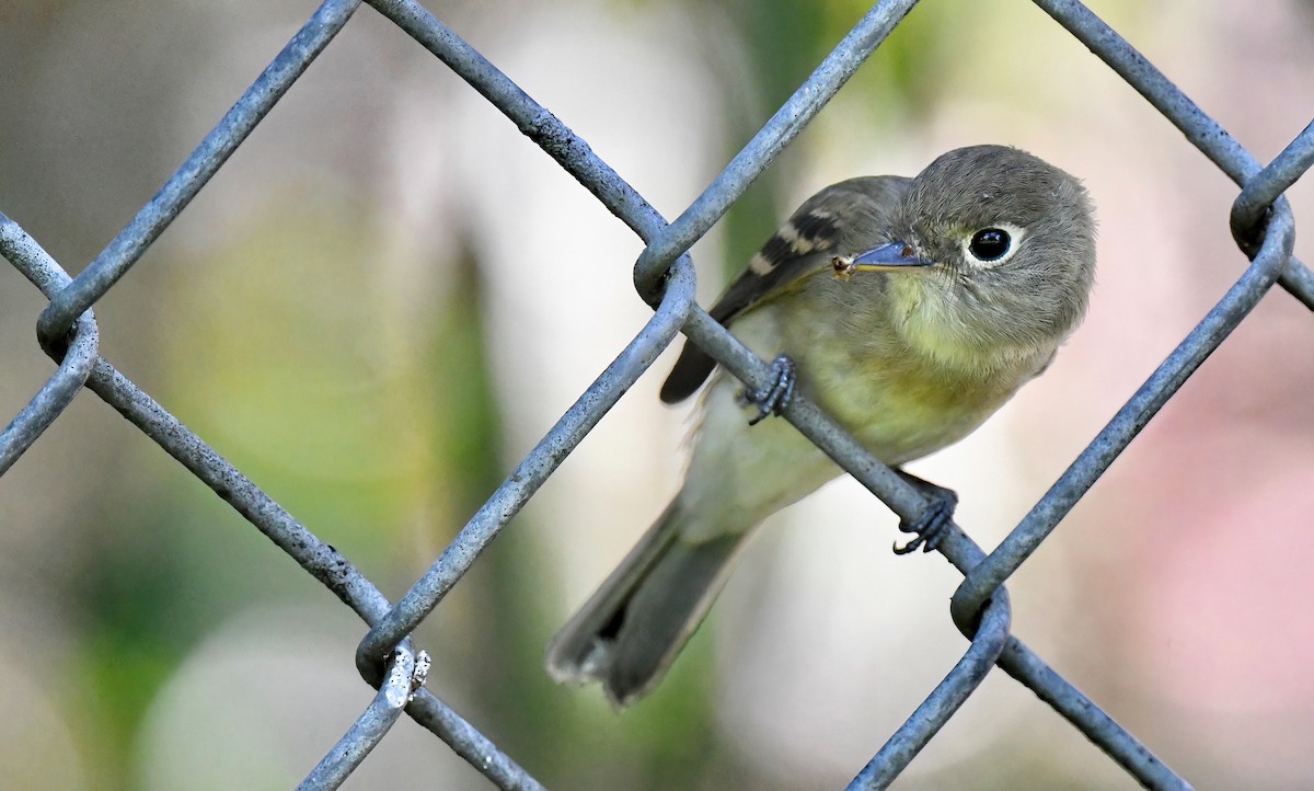 Western Flycatcher - Barbara Wise