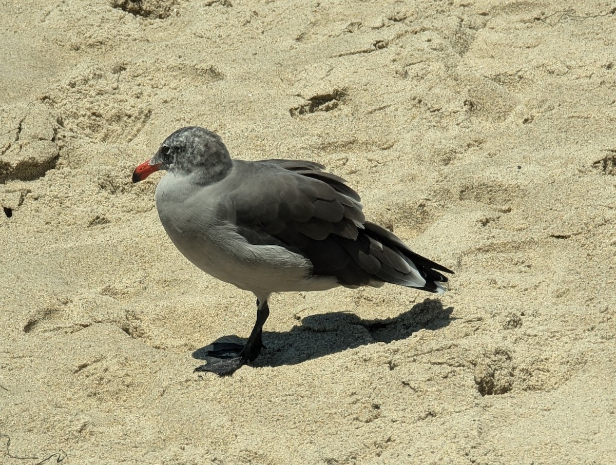 Heermann's Gull - ML622115424