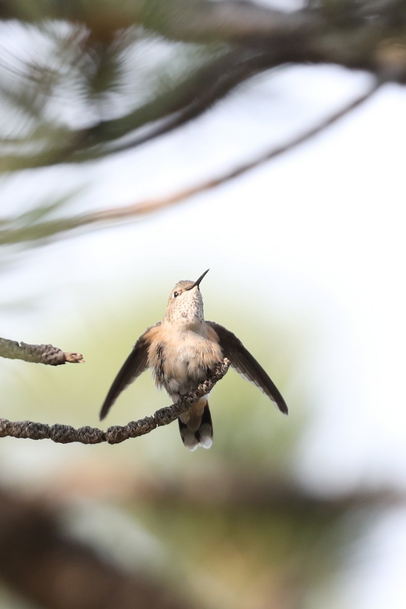 Broad-tailed Hummingbird - ML622115427