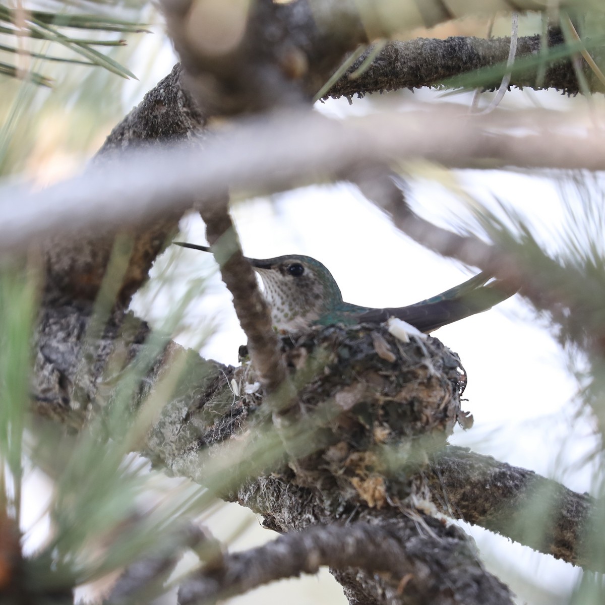 Broad-tailed Hummingbird - ML622115428