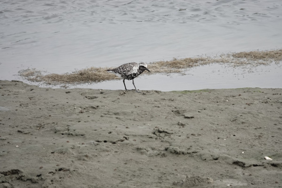 Black-bellied Plover - ML622115433