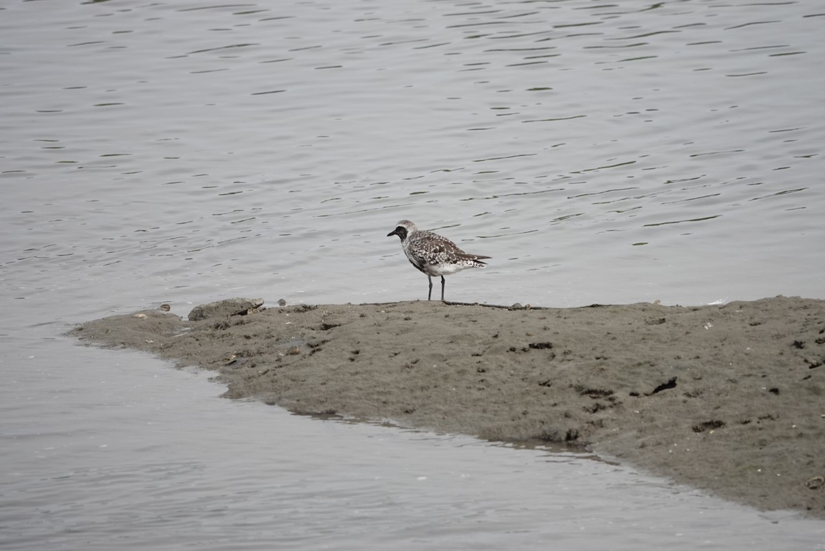 Black-bellied Plover - ML622115434