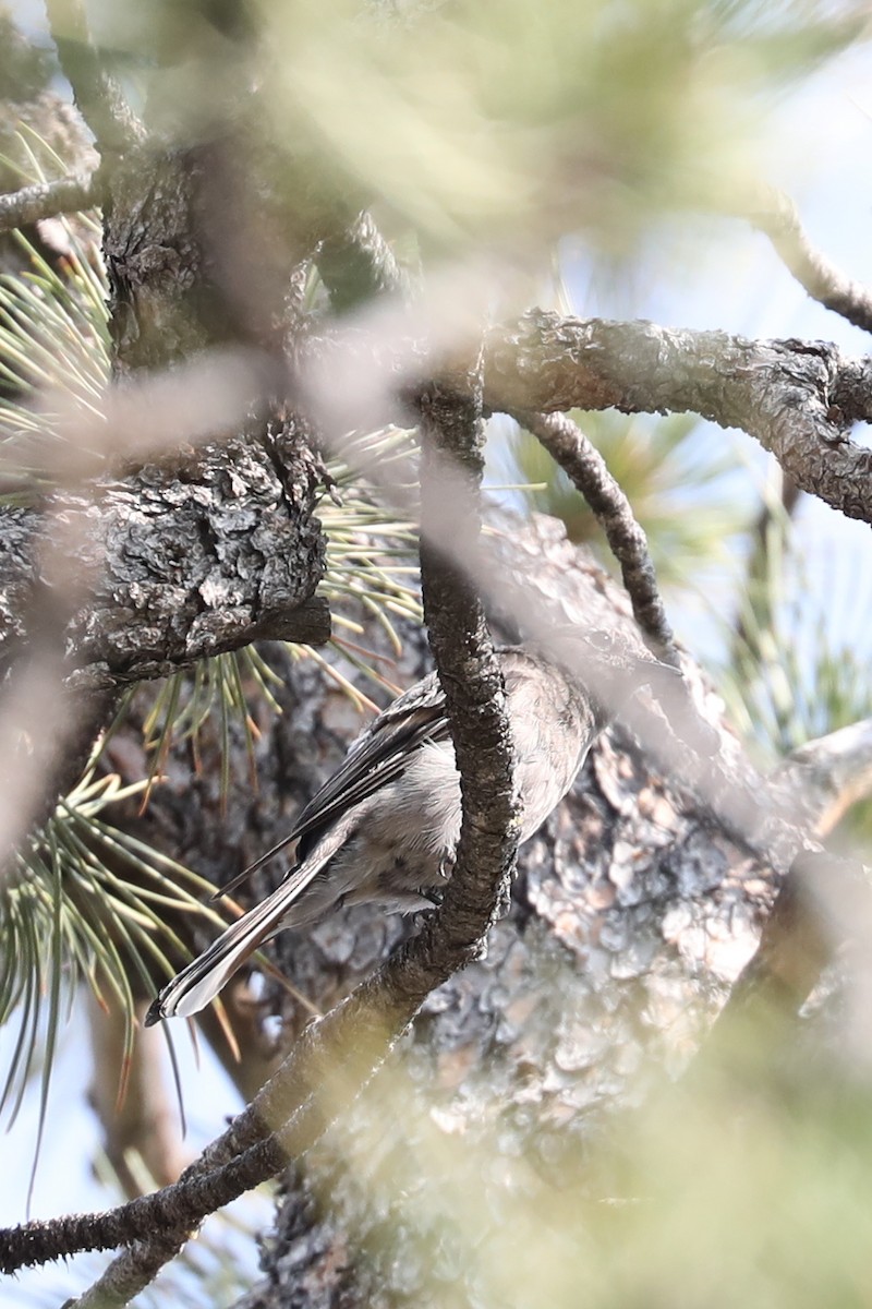 Townsend's Solitaire - ML622115438