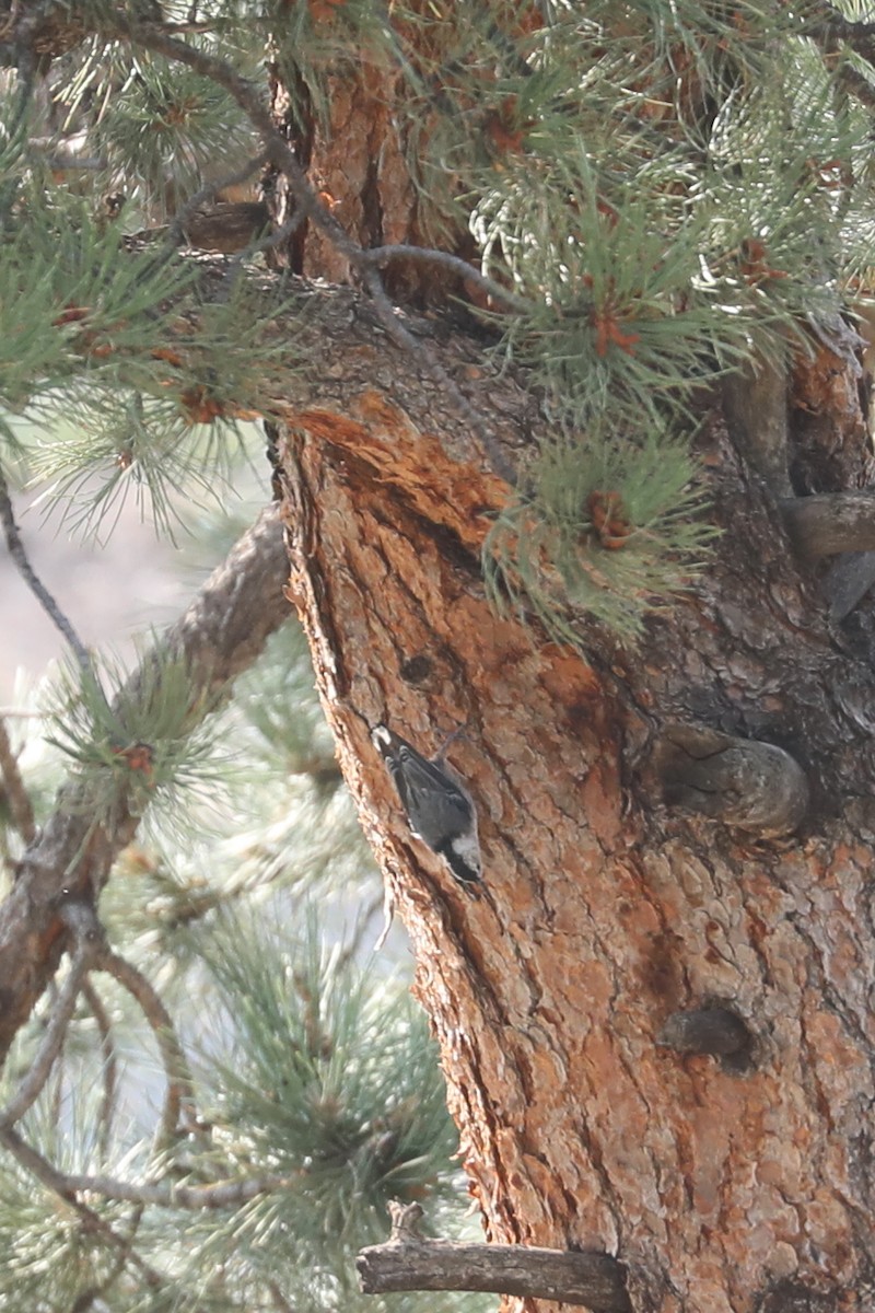 White-breasted Nuthatch - ML622115443