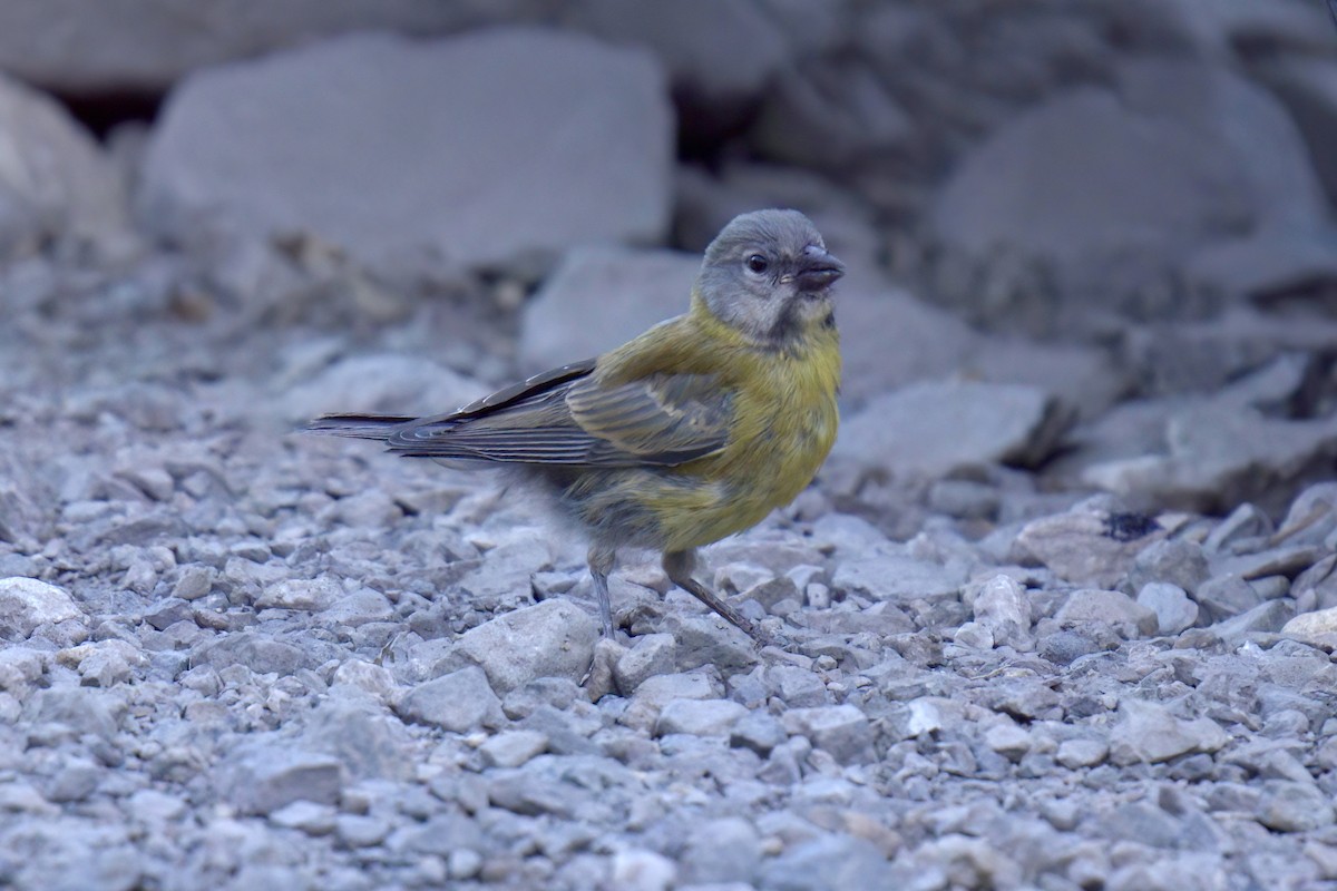 Greater Yellow-Finch - ML622115466