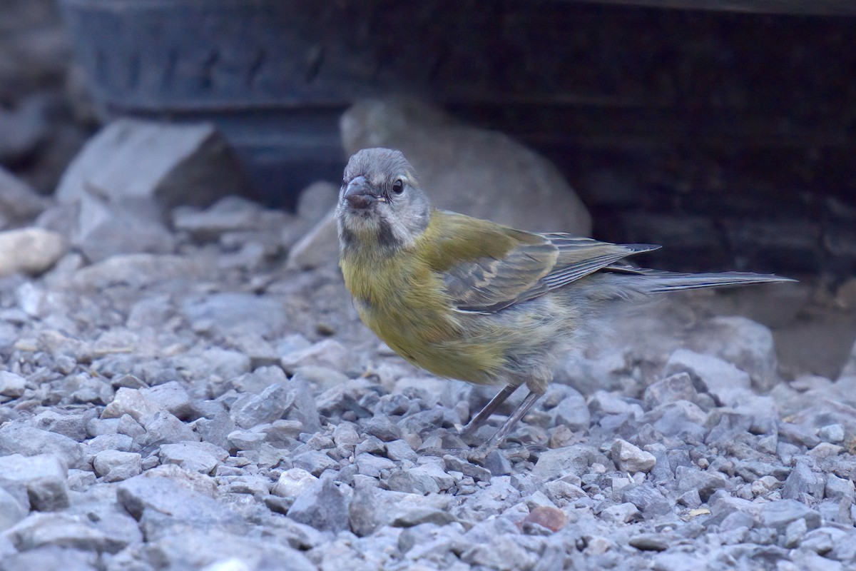 Greater Yellow-Finch - ML622115467