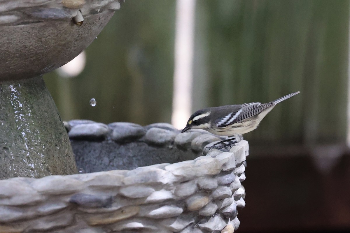 Black-throated Gray Warbler - Ann Stockert