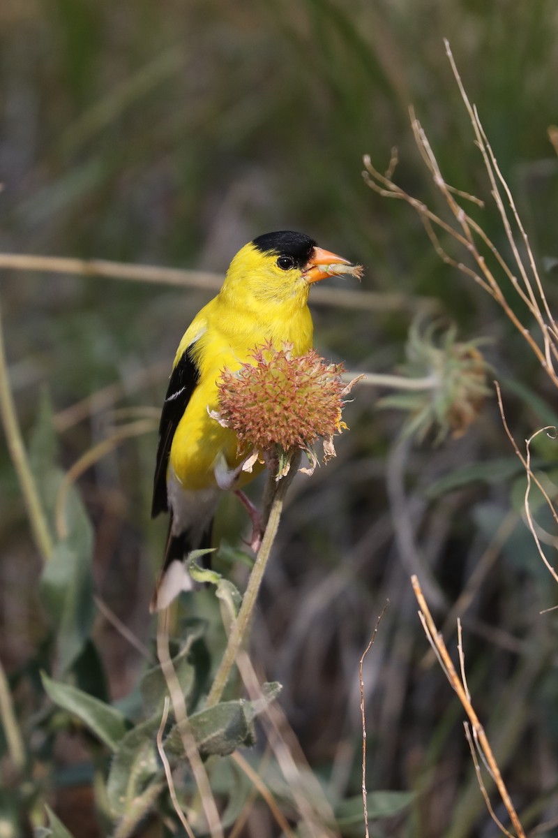 American Goldfinch - ML622115492