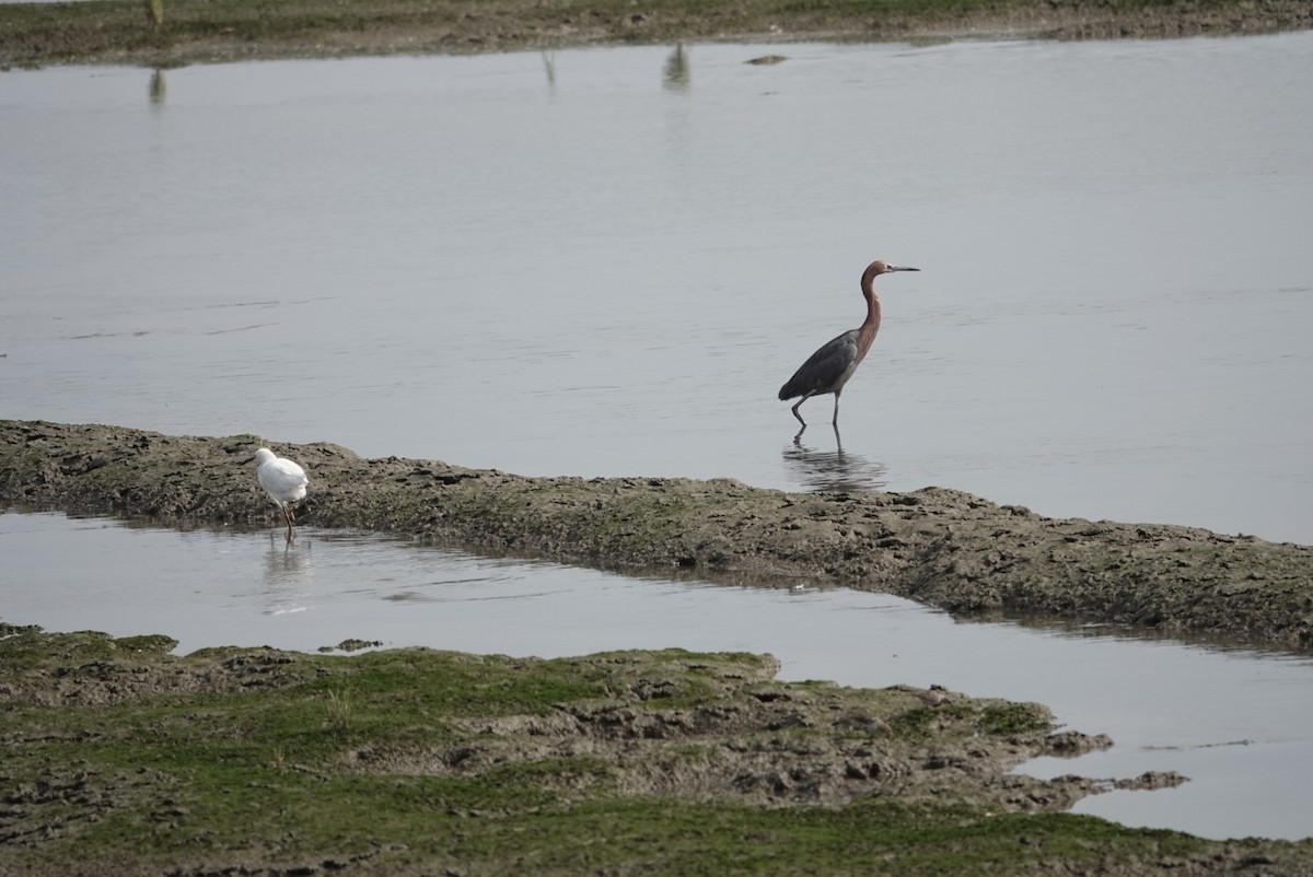 Reddish Egret - ML622115501