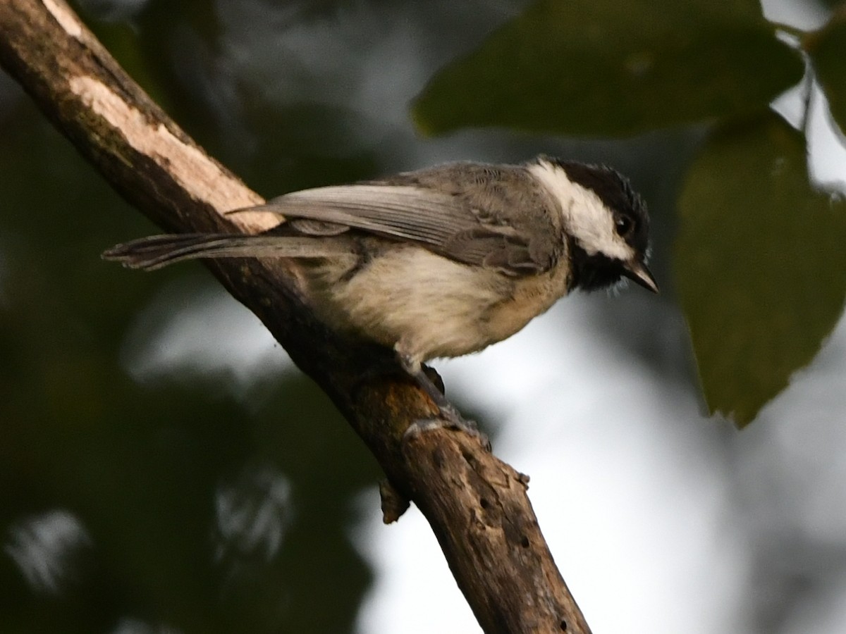 Carolina Chickadee - Tim Springer