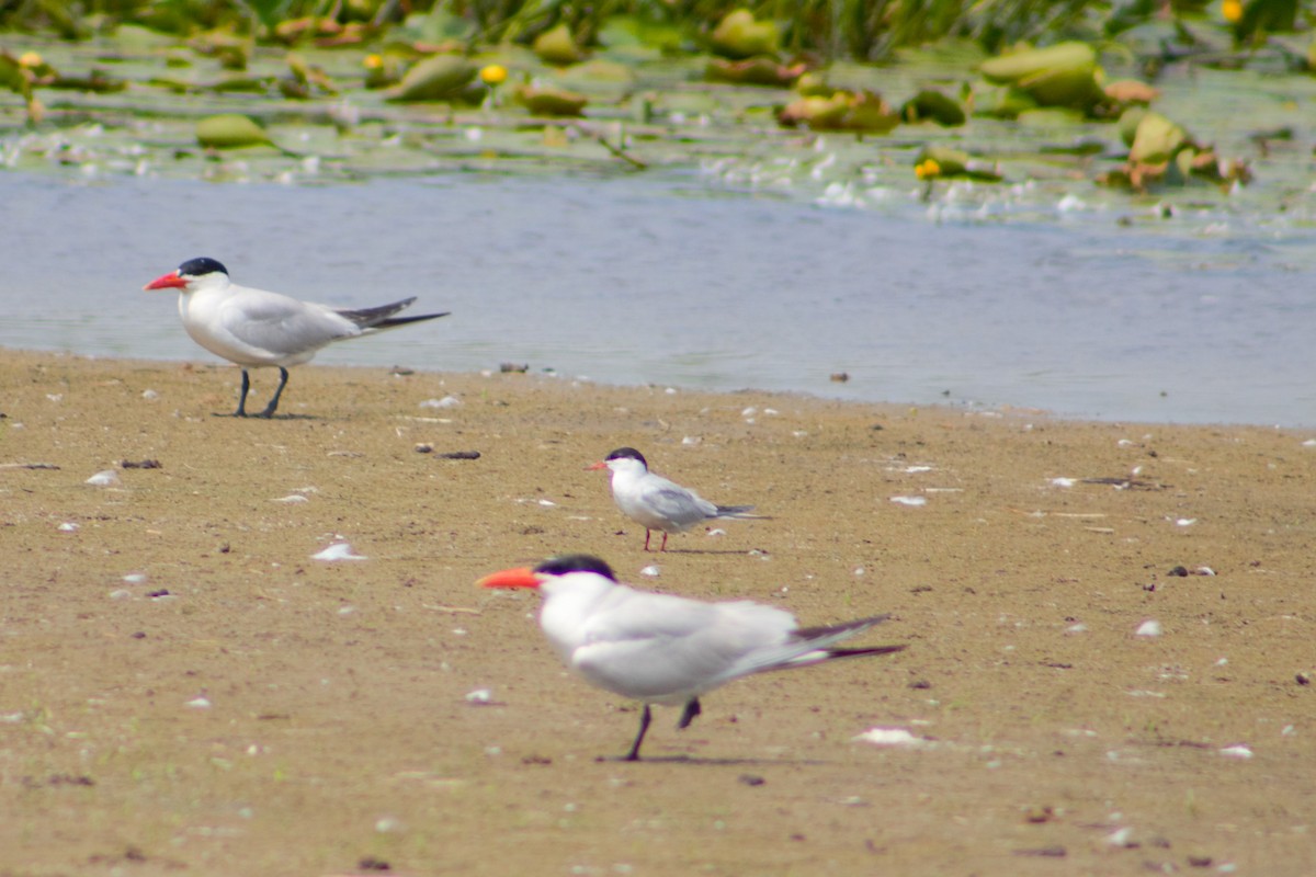 Common Tern - ML622115517