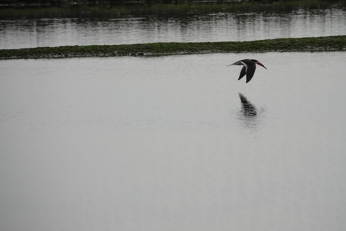 Black Skimmer - ML622115532