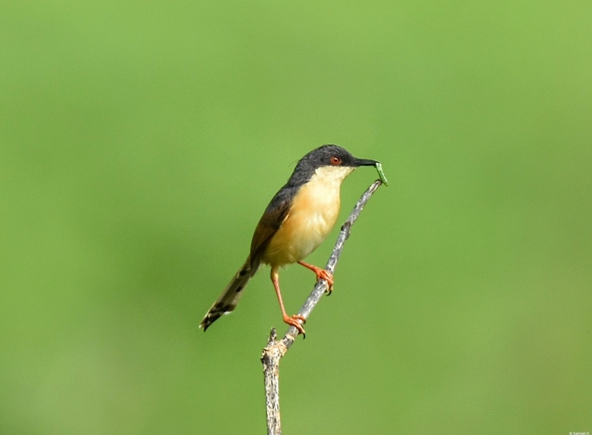 Ashy Prinia - ML622115574