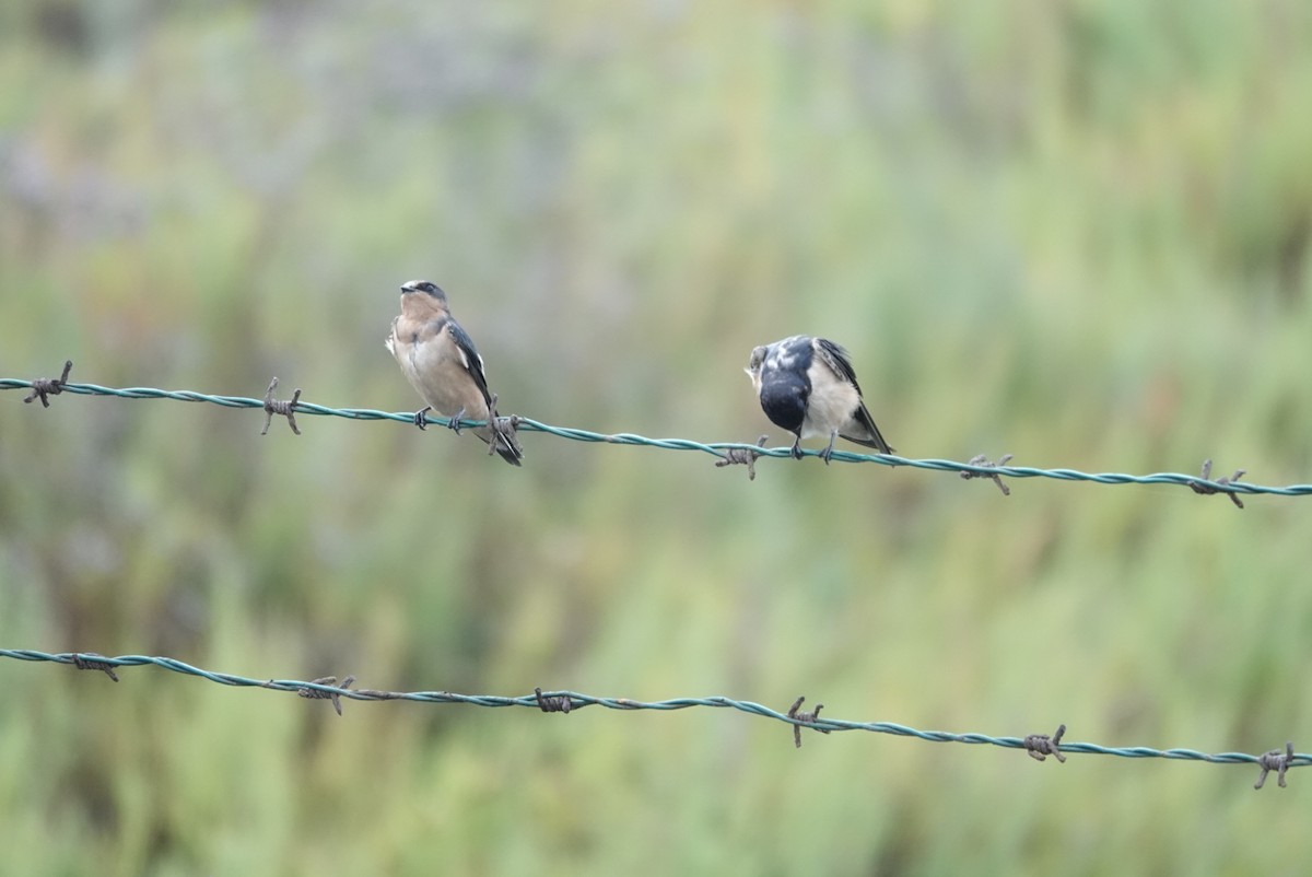 Barn Swallow - Brian Bleecker