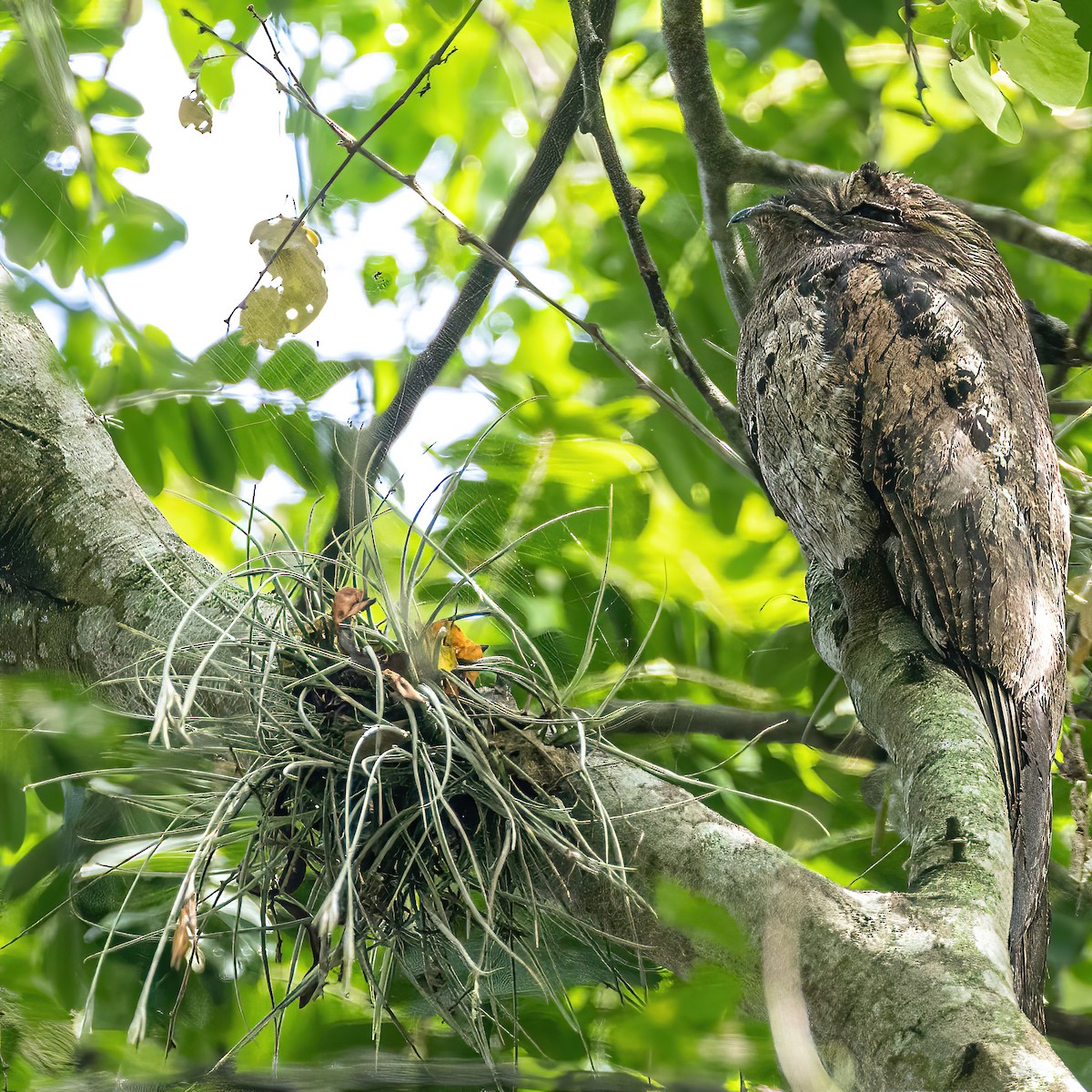 Common Potoo - ML622115595