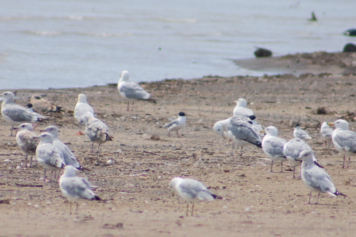 Bonaparte's Gull - ML622115602