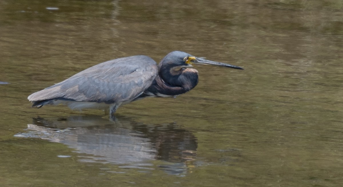 Tricolored Heron - ML622115604