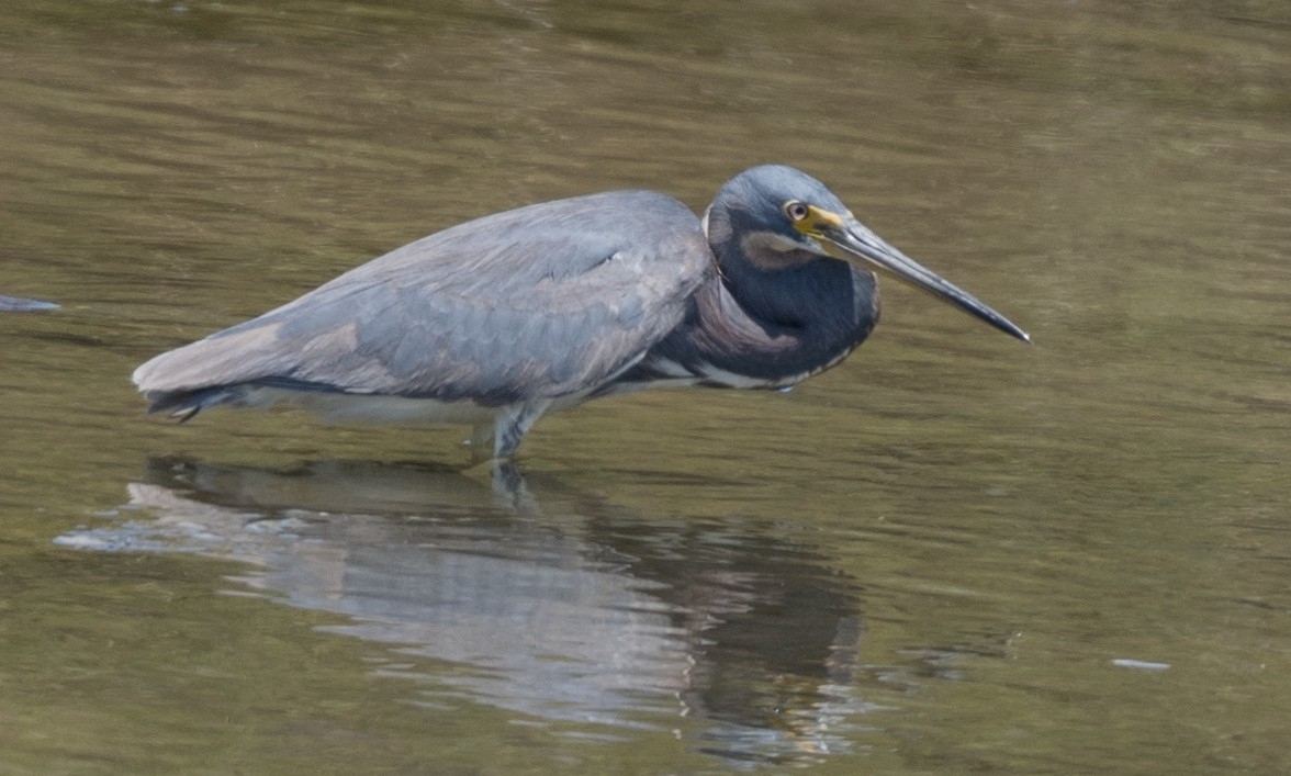 Tricolored Heron - ML622115605