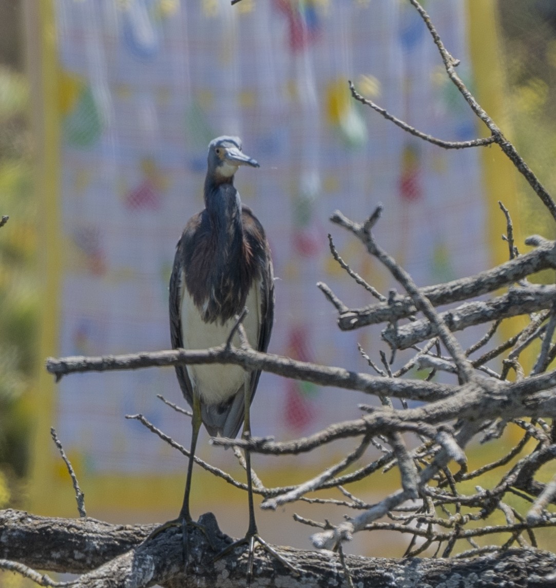 Tricolored Heron - ML622115606