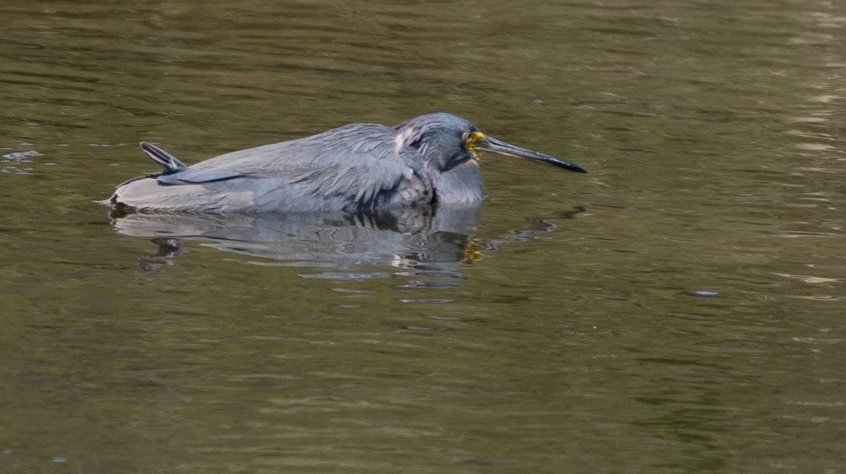 サンショクサギ - ML622115607