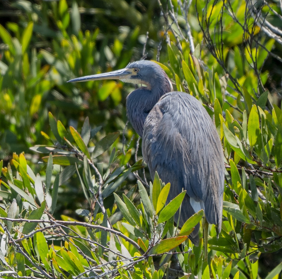 Tricolored Heron - ML622115608