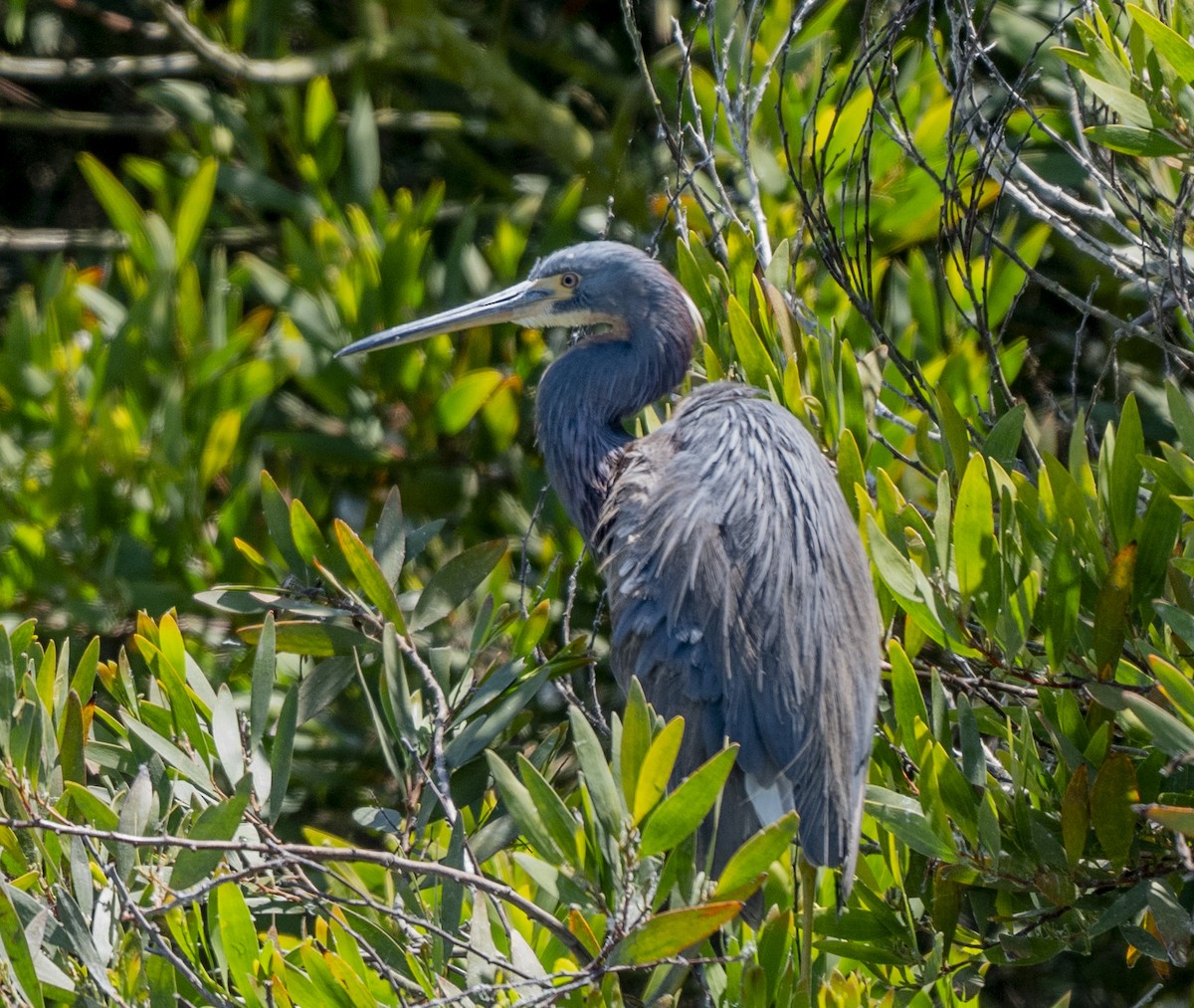 Tricolored Heron - ML622115609